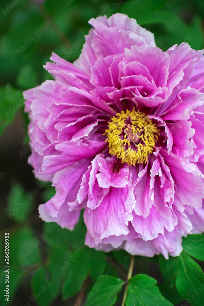 Obraz premium 牡丹