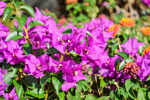 Bougainvillea flowers. Pink flowering plants.