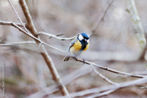 Natural winter background - frozen branches and Great tit (Parus major). Early cold sunny morning. Russia.