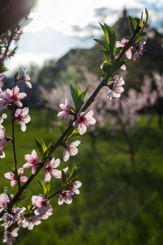 Flowering apricot branches in the spring garden Flowering apricot branches in the spring garden