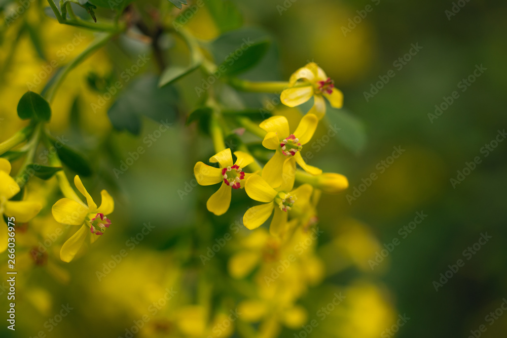 Yellow clove currant flowers in the woods in Spring Yellow clove currant flowers in the woods in Spring