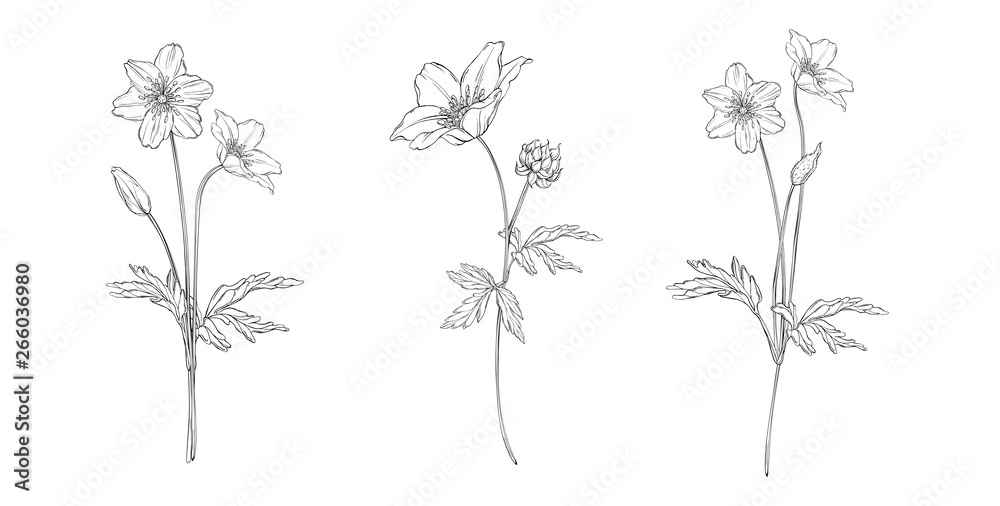 vector floral black and white composition set with anemone flowers - obrazy, fototapety, plakaty 