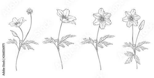 vector floral black and white composition set with anemone flowers