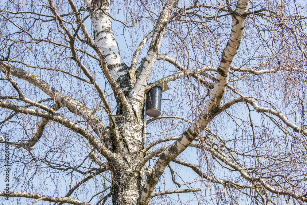 Birdhouse on a birch without leaves in early spring. Birdhouse on a birch without leaves in early spring.