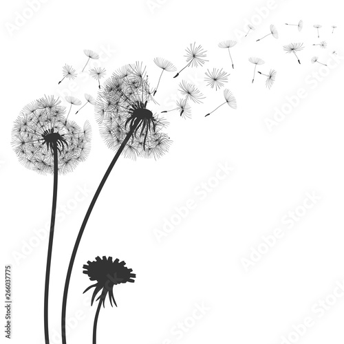 Abstract black dandelion, flying seeds of dandelion - for stock