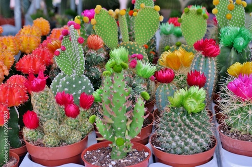 small blooming cacti of different colors