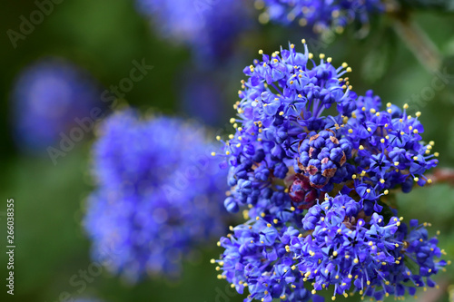 Macro shot of a Californian lilac (ceanothus) flower in bloom photo