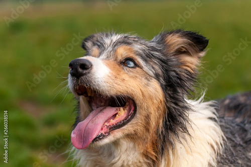 Portrait of a border collie dog