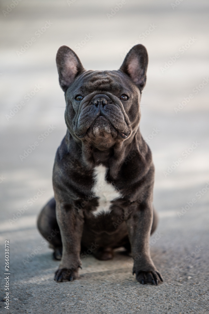 French bulldog puppy looking front while outside French bulldog puppy looking front while outside