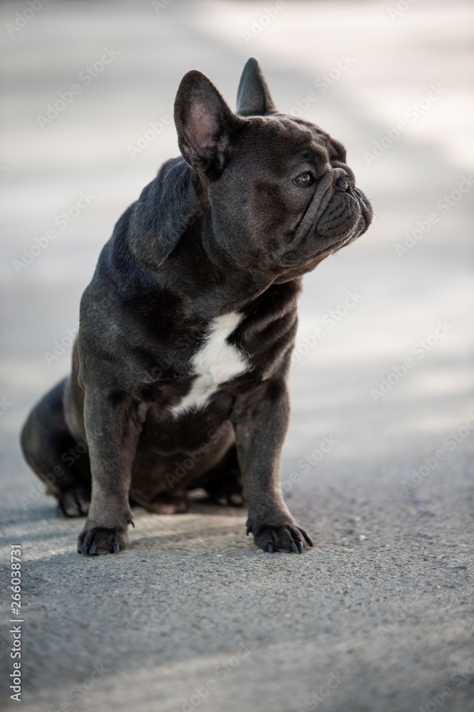 French bulldog puppy looking right while outside