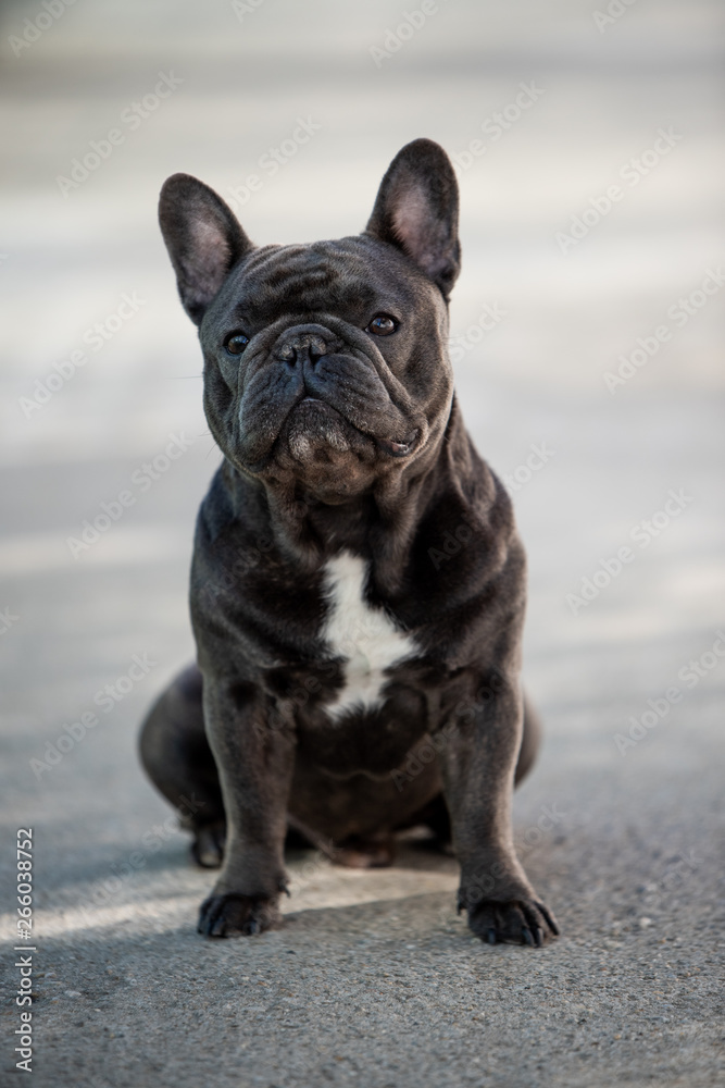 French bulldog puppy looking front while outside