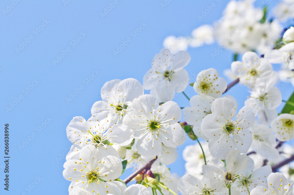 Cherry tree flowers in spring against a blue sky Cherry tree flowers in spring against a blue sky