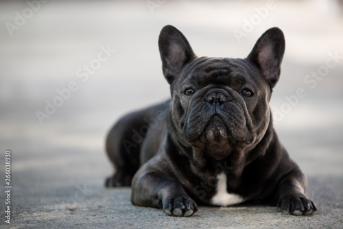 French bulldog canine portrait sitting outside on the pavement. Shot in natural light