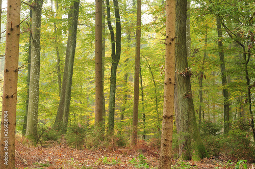 trunks of trees in mixed forest
