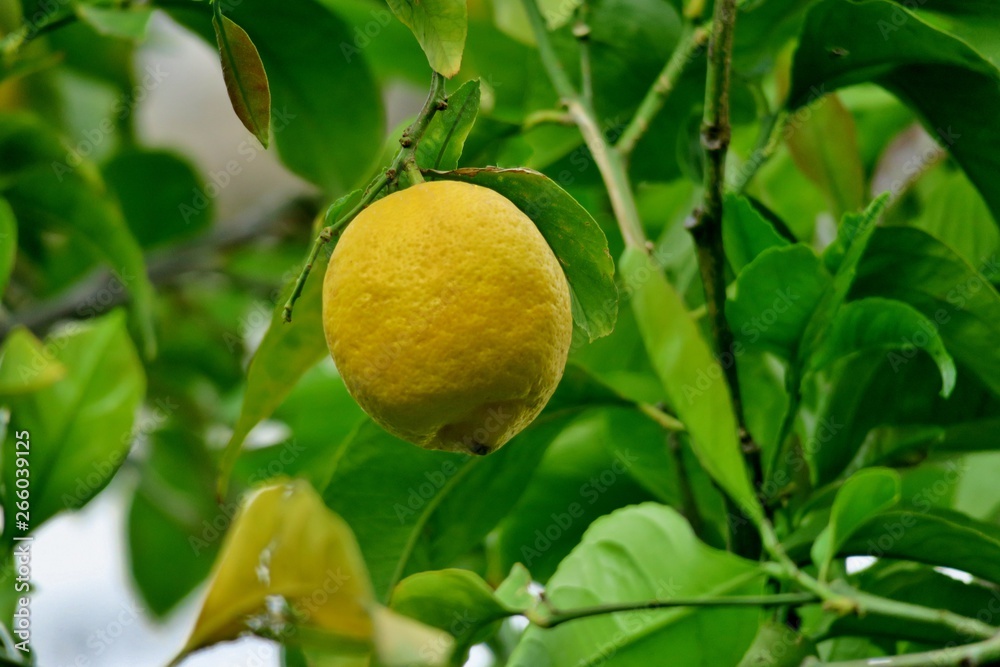 yellow lemon hanging on a tree in the midst of green leaves