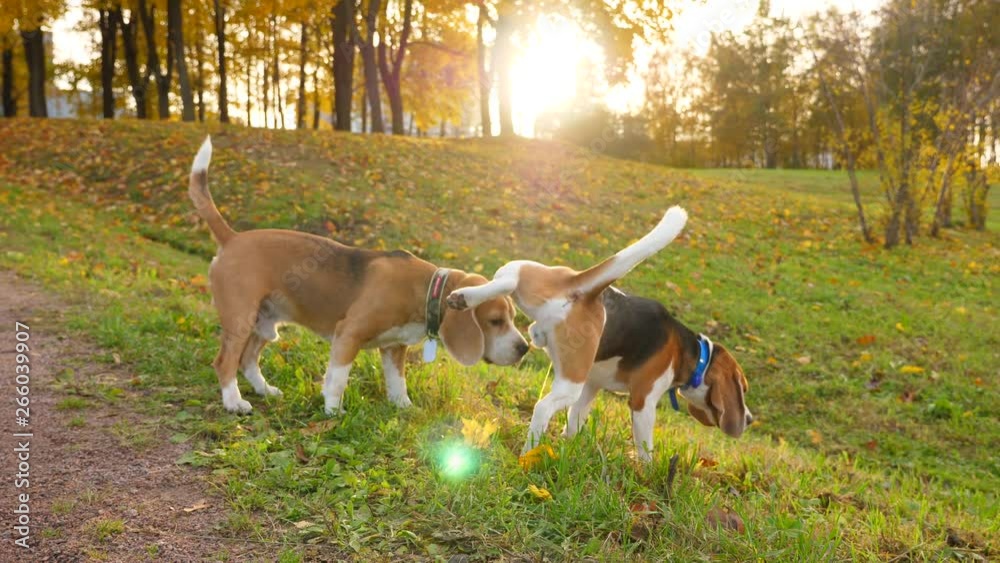 Beagle urinate to mark territory, two animals at park, bright evening sun ahead. One doggy sniff ground, then lift up hind leg and leave scent marking on grass tuft, second dog repeat after one Beagle urinate to mark territory, two animals at park, bright evening sun ahead. One doggy sniff ground, then lift up hind leg and leave scent marking on grass tuft, second dog repeat after one