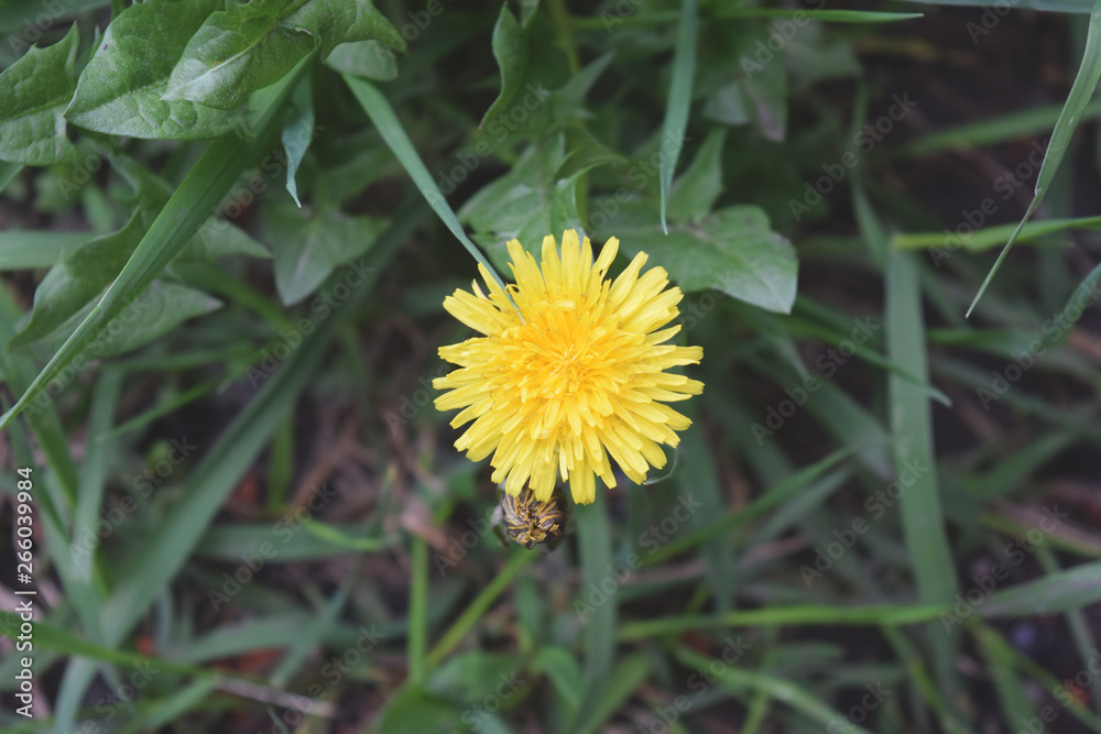 Blooming Yellow Dandelion Flowers In Garden On Spring Time. Detail Of Bright Common Dandelions In Meadow At Springtime. Blooming Yellow Dandelion Flowers In Garden On Spring Time. Detail Of Bright Common Dandelions In Meadow At Springtime.