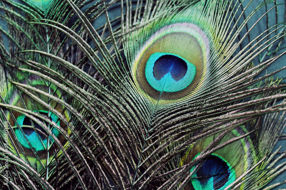 Obraz premium Peacock feathers photo