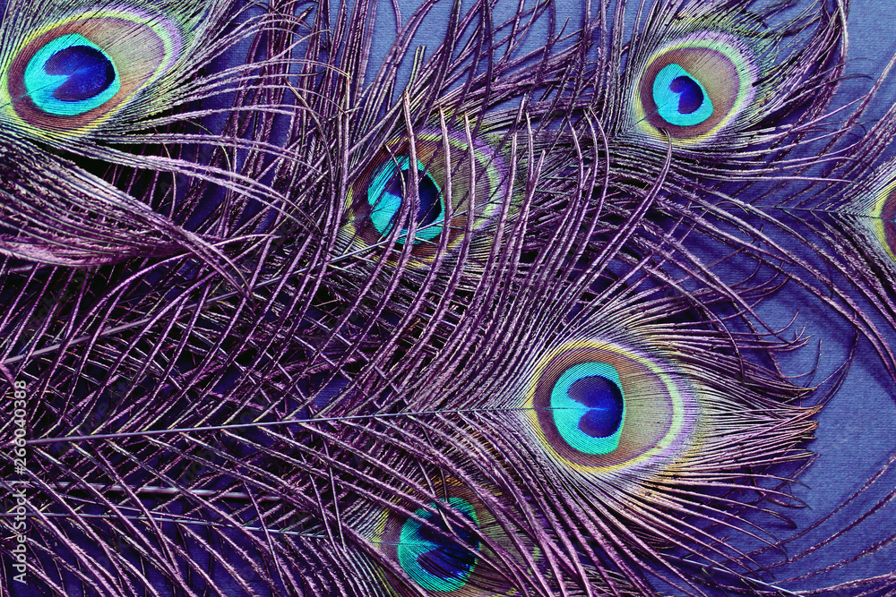 Fototapeta premium Peacock feathers photo