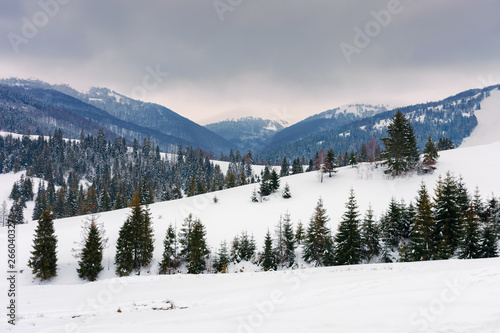 spruce trees on snowy hillside in mountains. beautiful winter countryside scenery on an overcast day