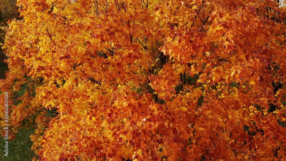 Orbiting shot of beautiful bright foliage at maple tree branch in autumn time. Vivid red, orange and yellow colours, leaves will fall down soon