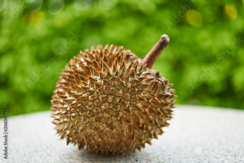 Detailed Picture on the riped durian fruit, Durio zibethinus, on the stone table, outdoor in the garden. Fruit of several tree species belonging to the genus Durio, Durian, pronouns as King of Fruits