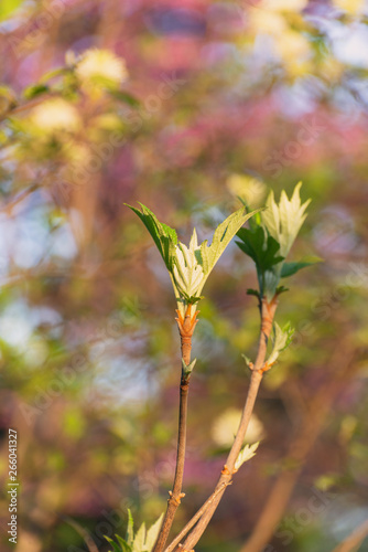 Oakleaf hydrangea leaves opening in the Spring