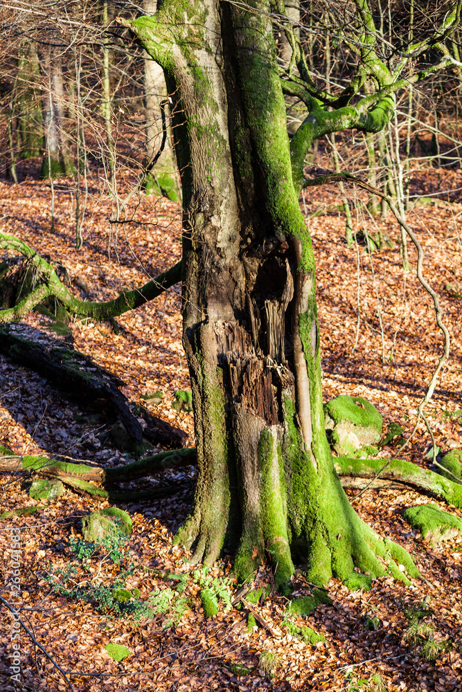 Verwitterter, moosbedeckter Baum