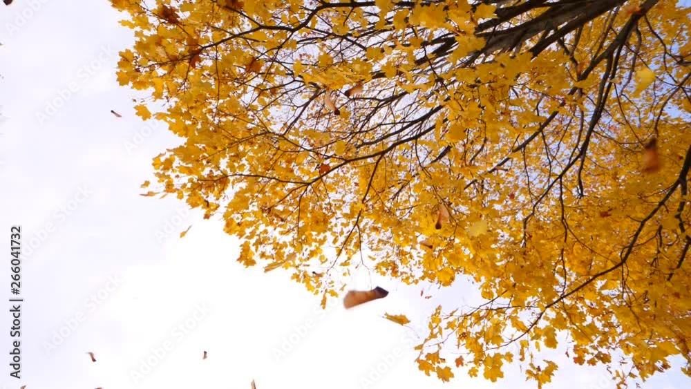 Maple foliage and helicopters-seeds fly down from young tree, slow motion shot. Yellow foliage at autumn time, many leaves fall down then defoliation stop for a while