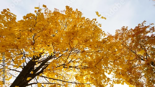 Beautiful yellow leaves fall down from maple tree, camera pointed straight up to bright lush crown, slow motion shot. Pack of leaves whirl around then defoliation stop for a while.