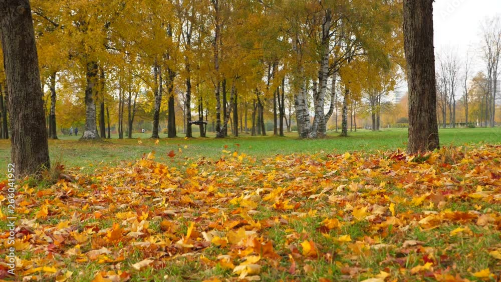 Quad copter fly low over ground with fallen maple leaves, dry colorful sheets blow up by air under drone propellers. Super slow motion shot Quad copter fly low over ground with fallen maple leaves, dry colorful sheets blow up by air under drone propellers. Super slow motion shot