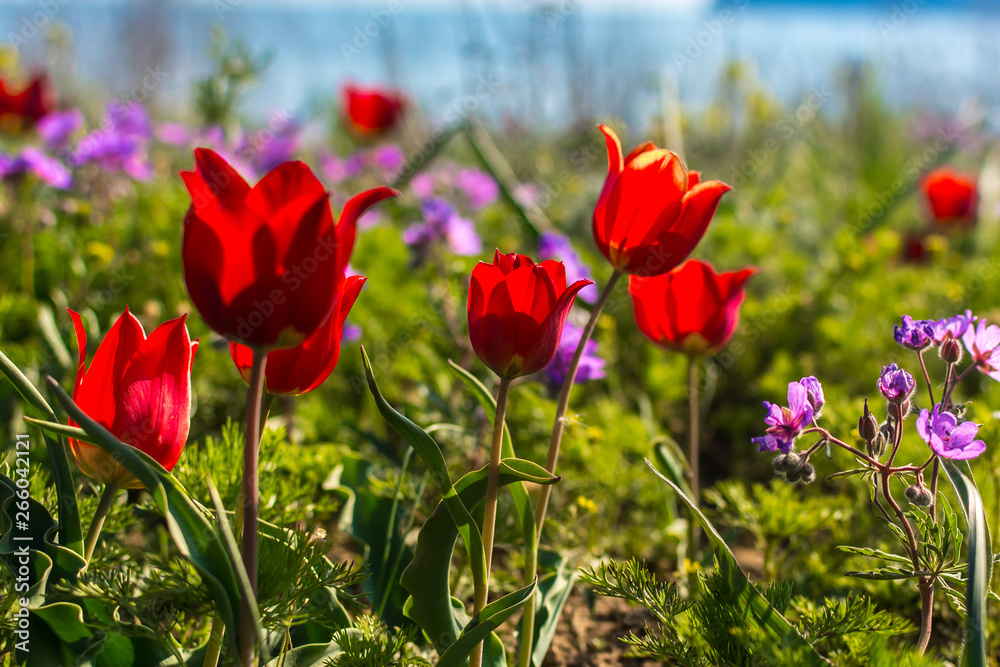 Wild tulip