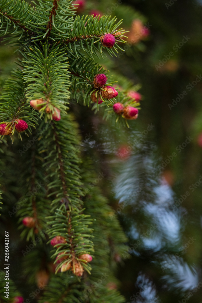 Close up of Pine tree and fresh Pine nuts in the spring Close up of Pine tree and fresh Pine nuts in the spring