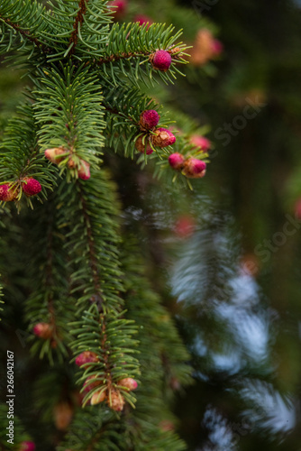 Close up of Pine tree and fresh Pine nuts in the spring