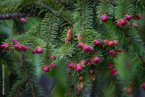 Close up of Pine tree and fresh Pine nuts in the spring