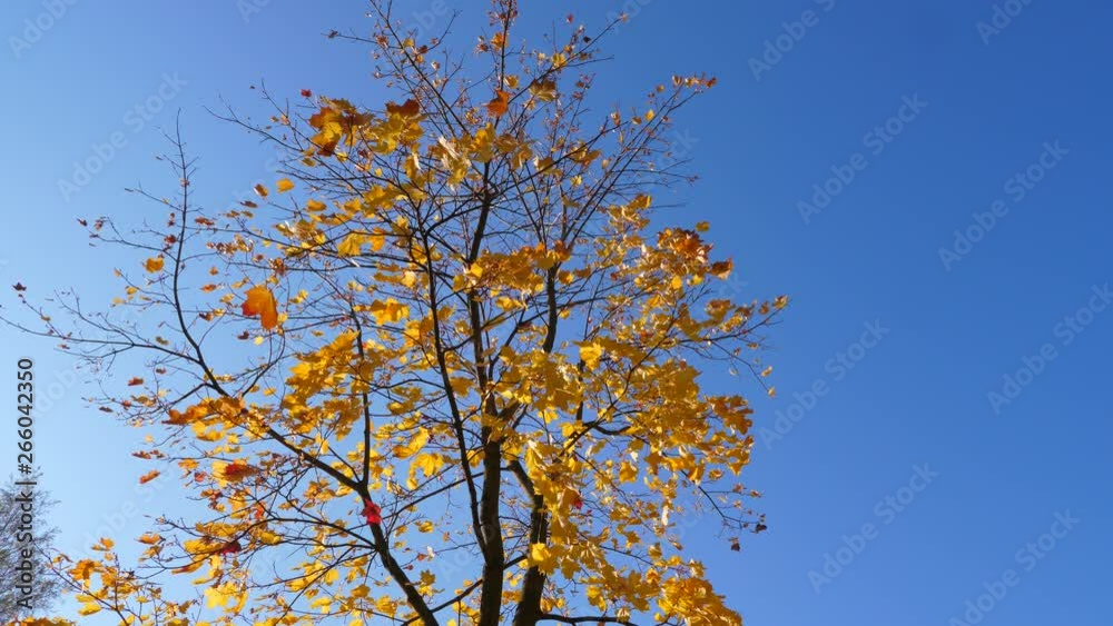 Foliage fall down from young maple tree, low angle shot against blue sky. Yellow leaves fly from thin branches. Cool autumn weather at European country Foliage fall down from young maple tree, low angle shot against blue sky. Yellow leaves fly from thin branches. Cool autumn weather at European country