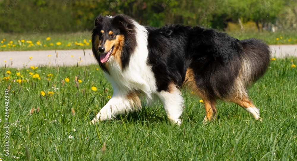 Wunderschöner Langhaar-Collie-Junghund läuft im Gras
