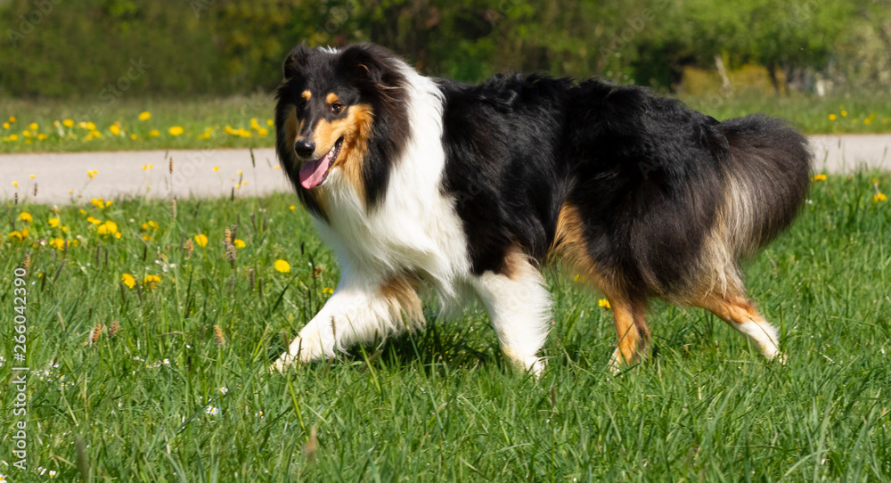 Wunderschöner Langhaar-Collie-Junghund läuft im Gras Wunderschöner Langhaar-Collie-Junghund läuft im Gras