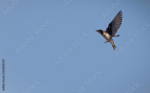 Beautiful swallow in full flight over a blue sky