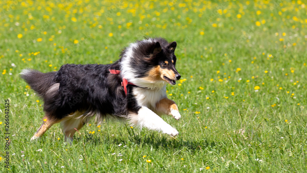 11 Monate alte Tricolour-Collie-Hündin rennt über die Wiese