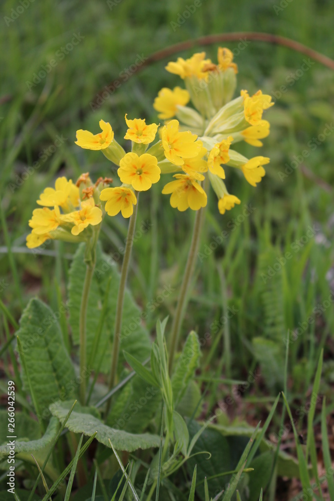 Cowslip blooming in the spring Cowslip blooming in the spring