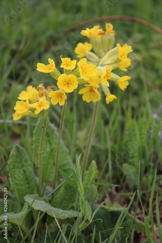 Cowslip blooming in the spring