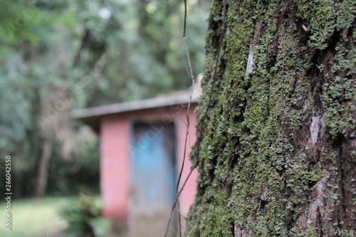 birdhouse on tree