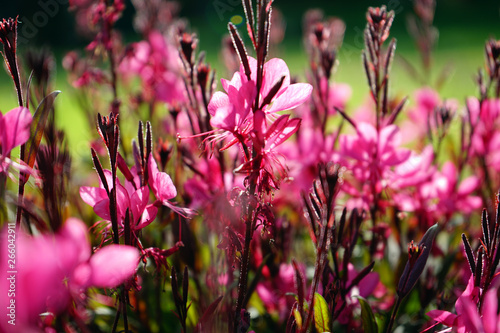 Blumen 07