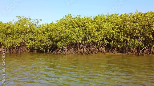 4K video of Mangroves in the delta of the tropical river. Senegal, Africa. It is view froam boat. photo