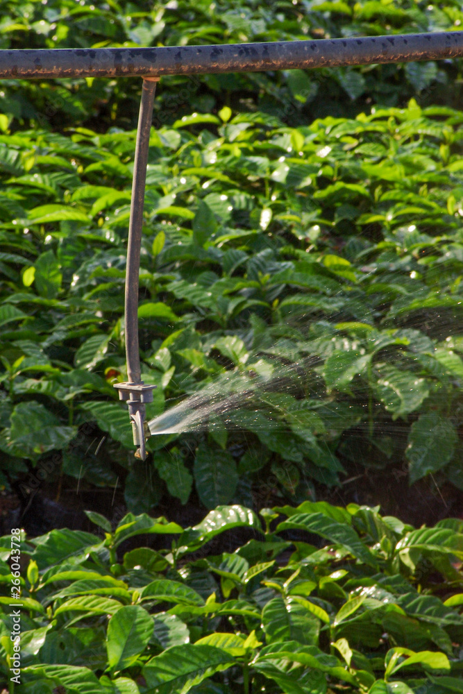 Irrigation system on nursery coffee plant on a farm in the state of Minas Gerais Irrigation system on nursery coffee plant on a farm in the state of Minas Gerais