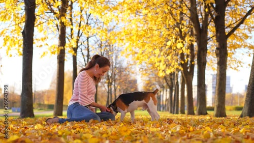 Cute dog lie close, then stand up and come to girl, she pat on doggy back. Beagle sniff leaves and ground, wag tail. Beautiful autumn park, rich yellow colours of foliage