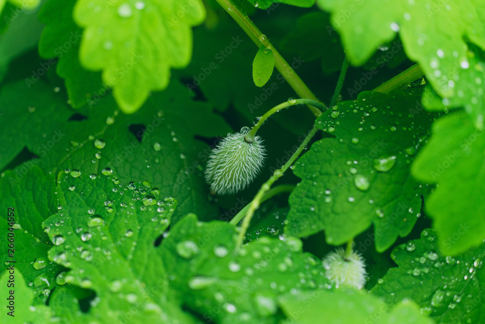 Celandine Poppy foliage in the spring Celandine Poppy foliage in the spring