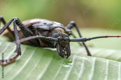 Giant Fijian longhorn beetle from island Koh Phangan, Thailand. Closeup, macro. Giant Fijian long-horned beetle, Xixuthrus heros is one of largest living insect species.Large tropical beetle species photo
