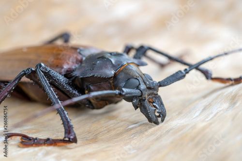 Giant Fijian longhorn beetle from island Koh Phangan, Thailand. Closeup, macro. Giant Fijian long-horned beetle, Xixuthrus heros is one of largest living insect species.Large tropical beetle species photo